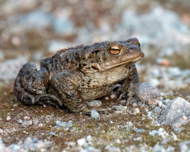 toad180322 Toad Inshriach, Scotland