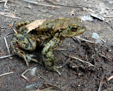 toad240316 Toad Loch Garten, Scotland