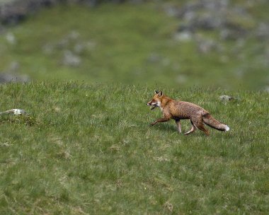 fox280509 Fox Haweswater, Cumbria
