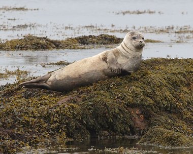 seal1 Grey Seal Derbyhaven, Isle of Man