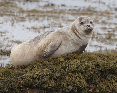 seal2 Grey Seal Derbyhaven, Isle of Man