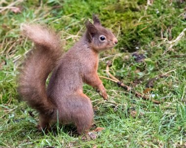 redsquirrel060317 Red Squirrel Nethybridge, Scotland