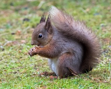 redsquirrel080317 Red Squirrel Nethybridge, Scotland