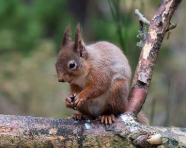 redsquirrel130318b Red Squirrel Nethybridge, Scotland