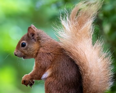 redsquirrel300623 Red Squirrel Fersit, Scotland