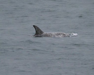 rissos Rissos Dolphin Derbyhaven, Isle of Man