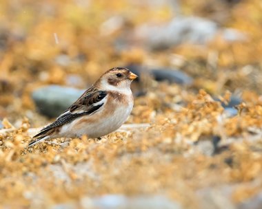 snowbunting191116g Snow Bunting Point of Ayre, Isle of Man