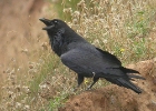 raven Raven The Phurt, Isle of Man