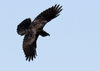 raven180208b Raven Gigrin Farm, Wales