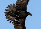 raven180208c Raven Gigrin Farm, Wales