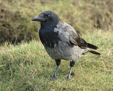 Hooded-Crow4 Hooded Crow Pooyl Dhooie, Isle of Man