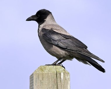 Hooded-Crow9 Hooded Crow Derbyhaven, Isle of Man