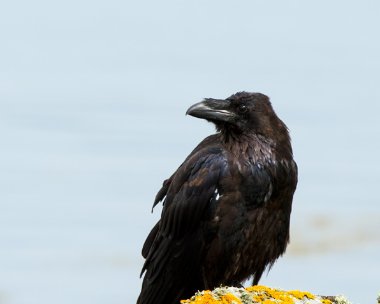 raven050812 Raven Derbyhaven, Isle of Man