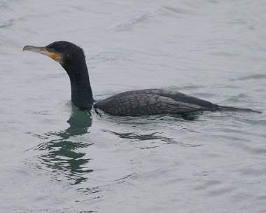 cormorant3 Cormorant Ramsey, Isle of Man