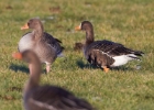 whitefrontgoose191210 White-fronted Goose The Phurt, Isle of Man