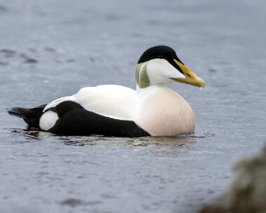 eider050226 Eider Langness, Isle of Man