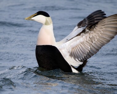eider061225 Common Eider Derbyhaven, Isle of Man