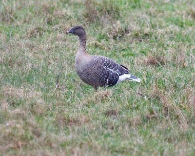 pinkfootedgoose2 Pink Footed Goose Glascoe dubh, Isle of Man