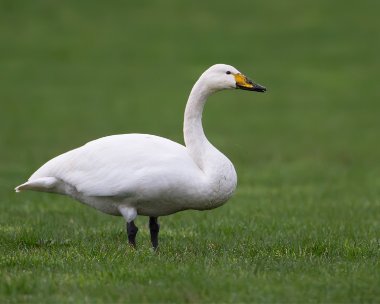 whooperswan100312 Whooper Swan The Phurt, Isle of Man