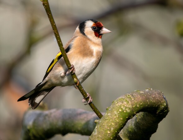 Goldfinch