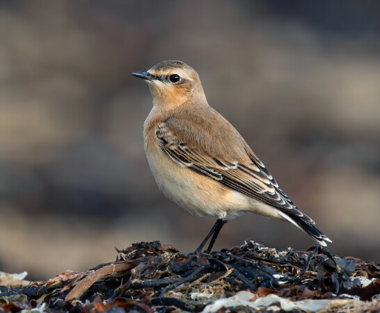 Wheatear