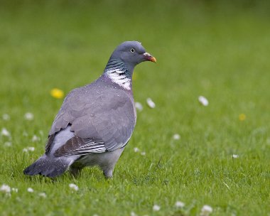 woodpigeon040709 Wood Pigeon Ramsey, Isle of Man