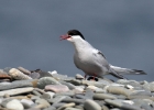 arctictern020808 Arctic Tern The Ayres, Isle of Man