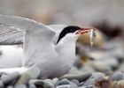 arctictern020808d Arctic Tern The Ayres, Isle of Man
