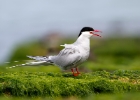 arctictern100711b Arctic Tern Smeale, Isle of Man