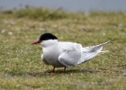 arctictern230509 Arctic Tern The Ayres, Isle of Man