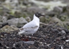 bhg060507 Black-headed Gull Sandwick, Isle of Man