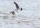 gbb191017 Great Black-backed Gull (and Blackbird) Kilnsea, Yorkshire