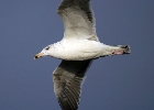 great black backed gull3 Great Black-backed Gull Sandwick, Isle of Man