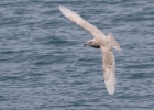 icelandgull070117b Iceland Gull Peel, Isle of Man