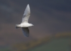 icelandgull120408c Iceland Gull Maughold, Isle of Man