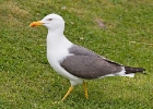 lbbgull6 Lesser Black-backed Gull Broadford, Isle of Skye