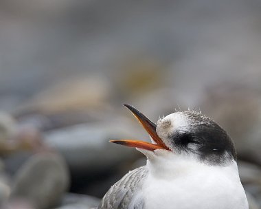 arctictern020808f Arctic Tern The Ayres, Isle of Man
