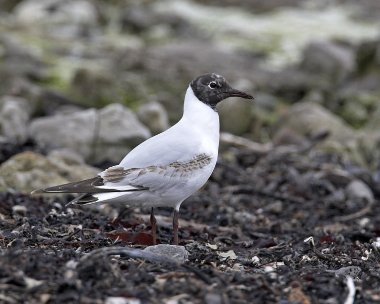 bhg060507 Black-headed Gull Sandwick, Isle of Man