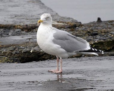 herring gull 5 Herring Gull, Fort Island, Isle of Man