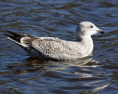 herring-gull-10 Herring Gull, Derbyhaven, Isle of Man