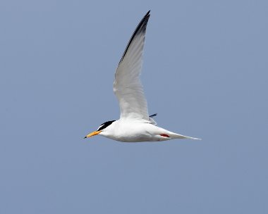littletern240607 Little Tern Smeale, Isle of Man
