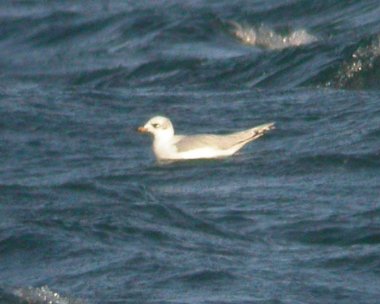 medgull3 Mediteranean Gull Point of Ayre, Isle of Man (Record shot)