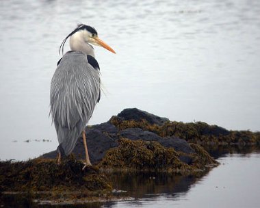 Grey Heron Grey Heron Langness, Isle of Man
