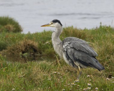 greyheron010808 Grey Heron Langness, Isle of Man