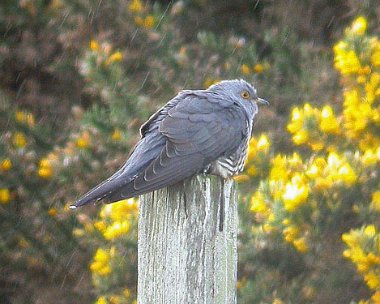 cuckoo Cuckoo The Lhen, Isle of Man