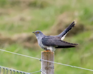 cuckoo160511 Cuckoo Loch Garten, Scotland