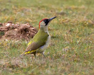 greenwoodpecker170510 Green Woodpecker Weeting Heath, Norfolk