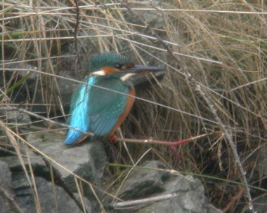 kingfisher1 Kingfisher Ramsey, Isle of Man