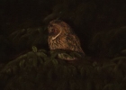 leo Long-eared Owl Druidale, Isle of Man