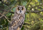 leo031107 Long-eared Owl Port Mooar, Isle of Man